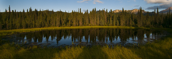 A pond near Teklanika
