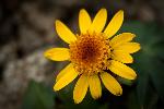 Dwarf Arctic Butterweed