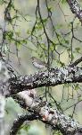 Swainson's thrush - Robbie Hannawacker