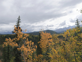 Scenic view of aspens and spruce forest, mountains in the background