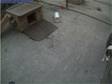 Image of sled dog and dog house Image of sled dog and dog house