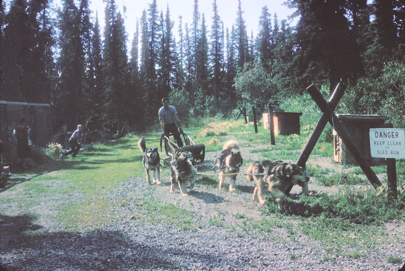 5 Sled dogs pull a wooden sled with a ranger on it in summer