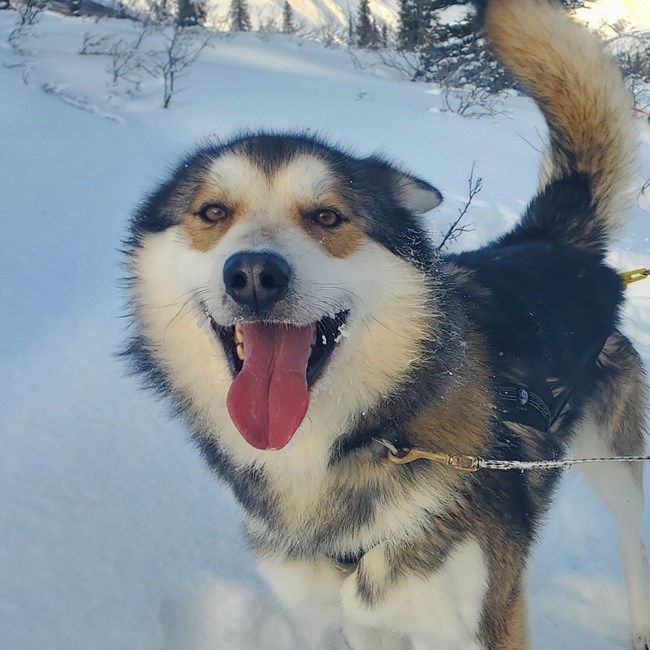 Tan and white smiles in the snow