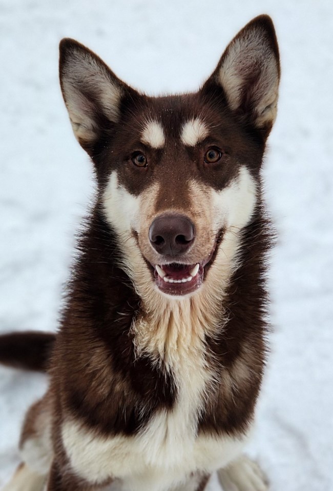Headshot of a brown husky