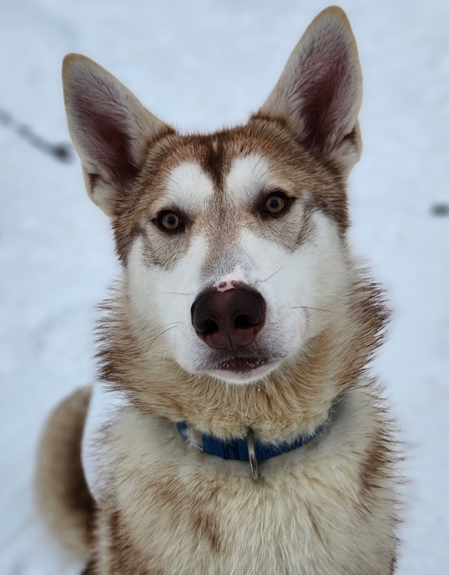 Headshot of a tan sled dog