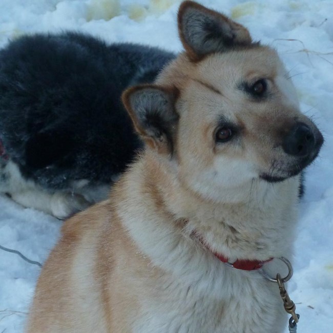 Aliqsi, a tan colored alaskan husky with a dark nose and ears Aliqsi, a tan colored alaskan husky with a dark nose and ears