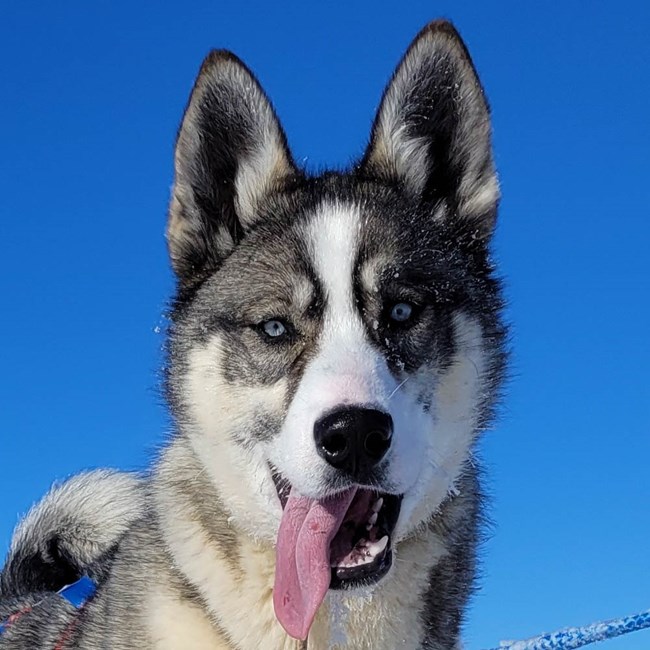 Sled dog smiling with tongue out