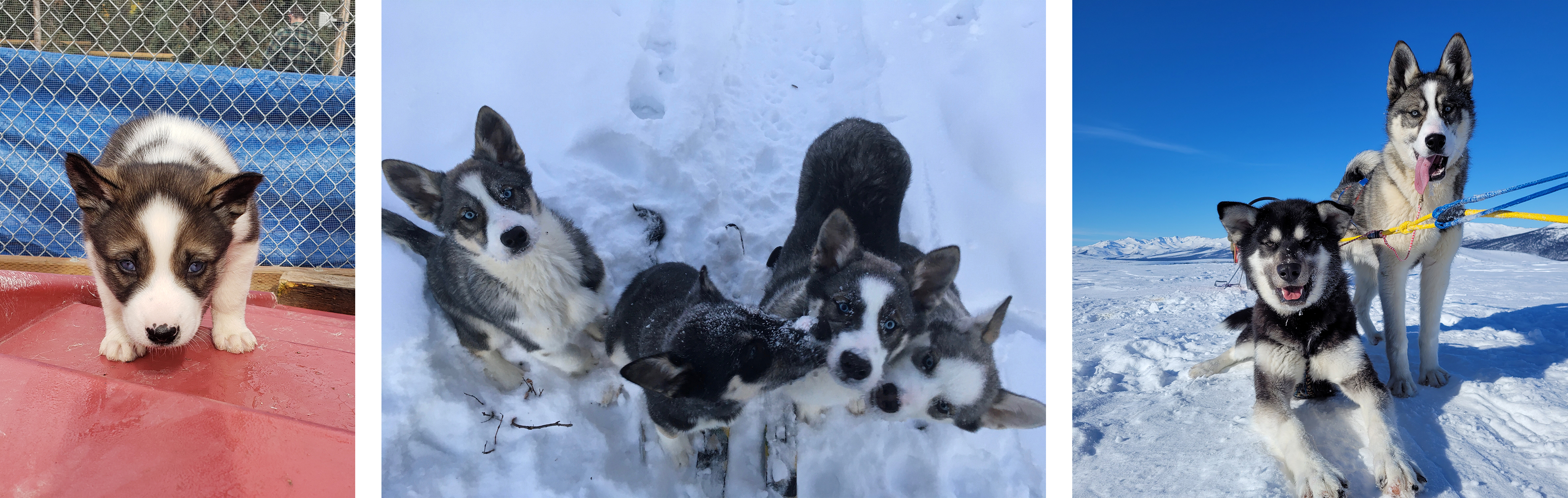 Three photos of a white and tan puppy growing up