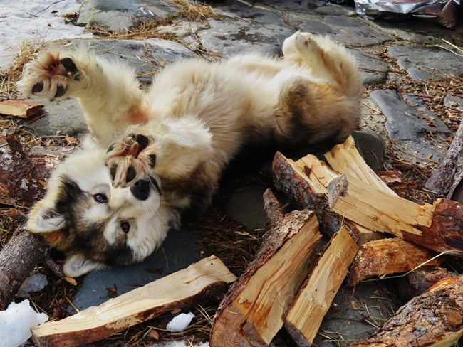 alaskan husky laying on its back amid firewood