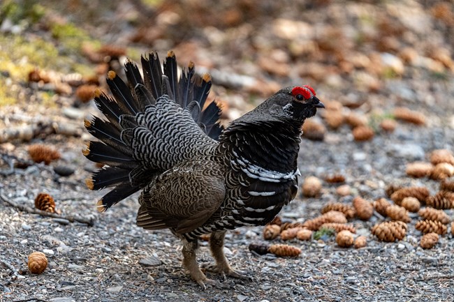 A brown and white bird standing on the ground, with red combs on top of its head and its tail feathers spread out in a fan.