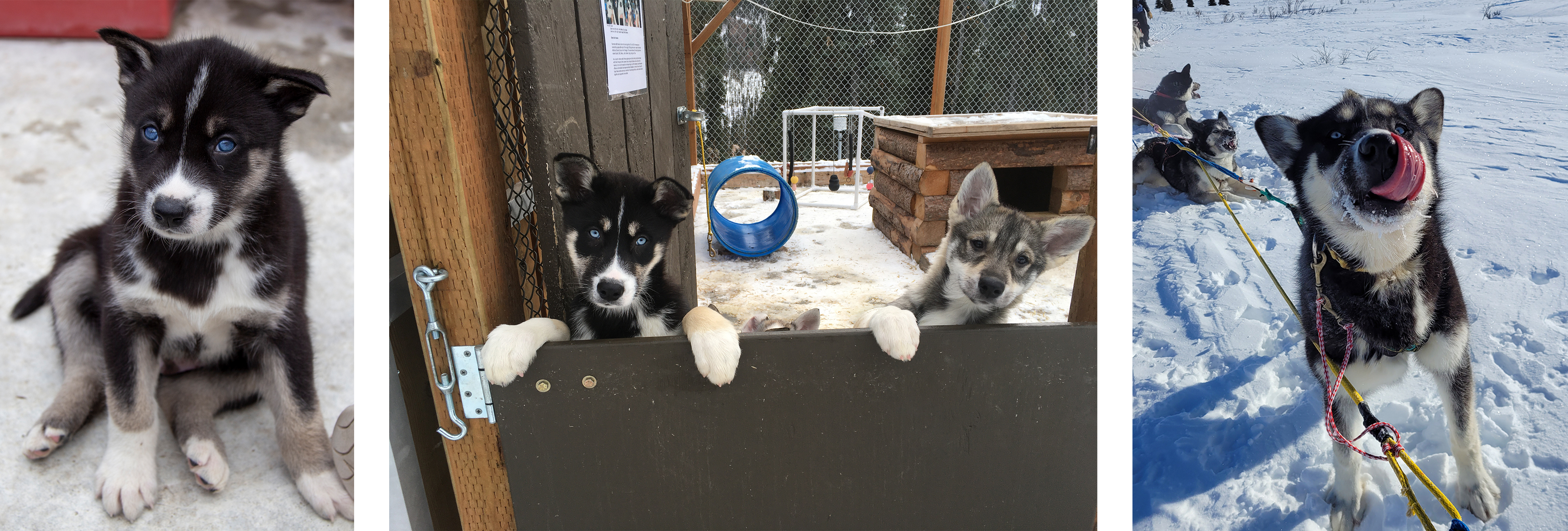 Collage of black and white dog growing up