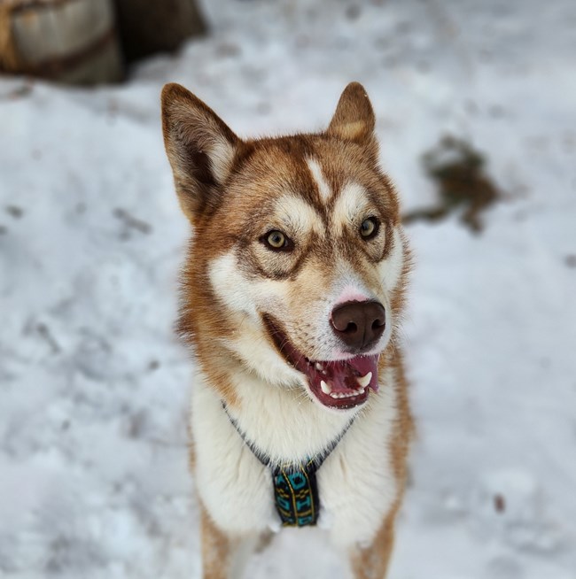 A red dog sits in the snow