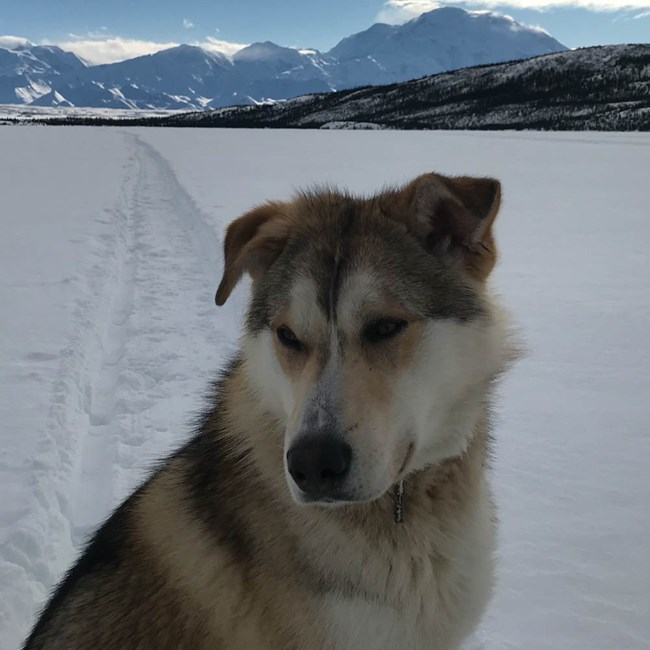 Sled dog looking off to the side in front of Denali