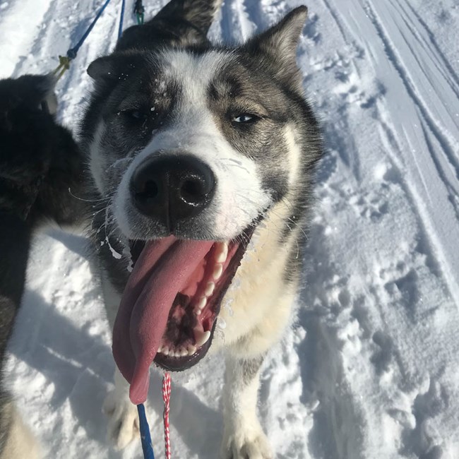 Puppy smiling at camera