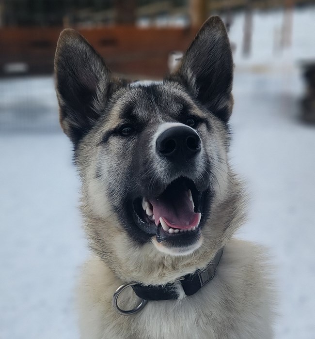 headshot of a tan alaskan husky