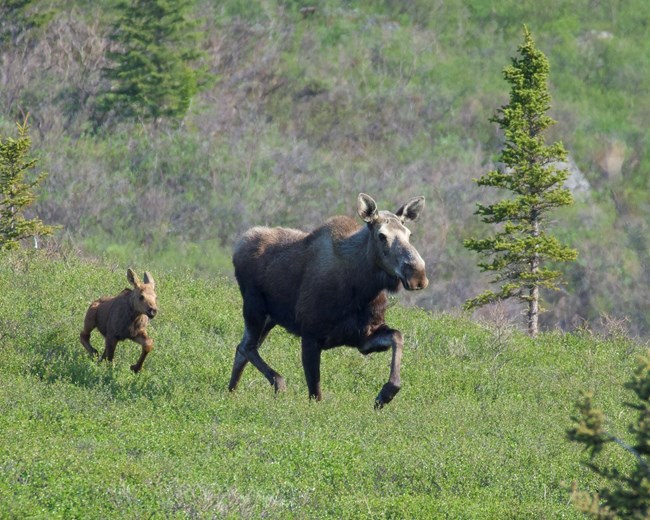 A cow moose and young calf trot through bright green brush.