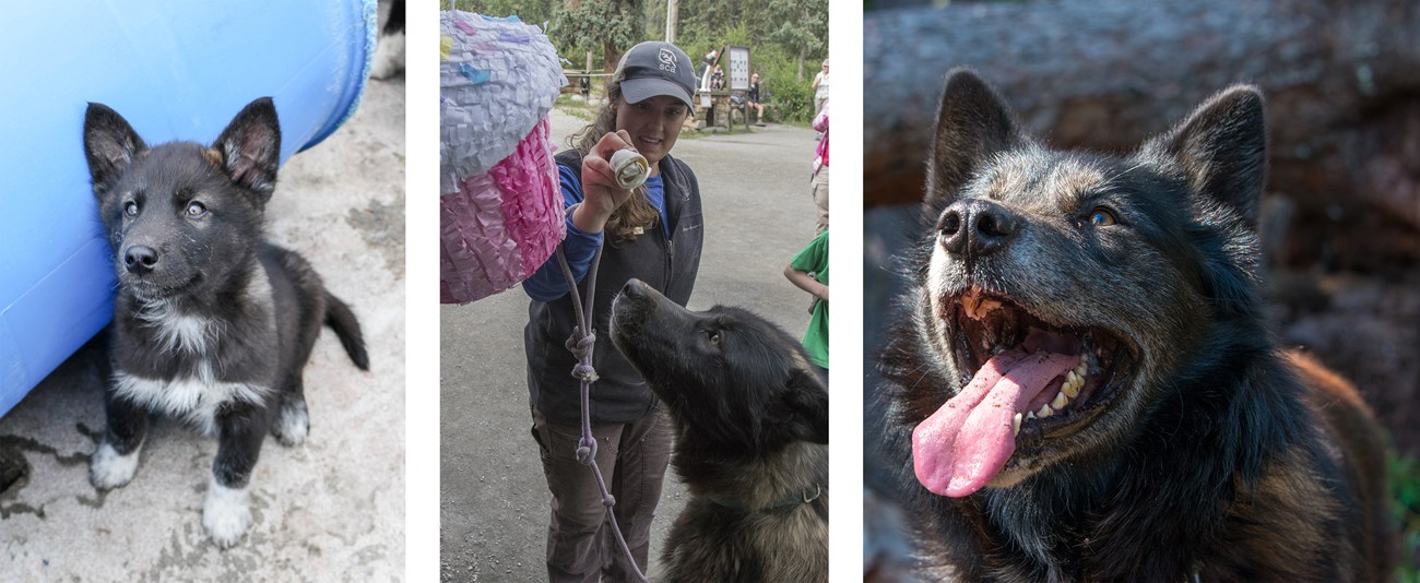 Three photos of a black husky growing up