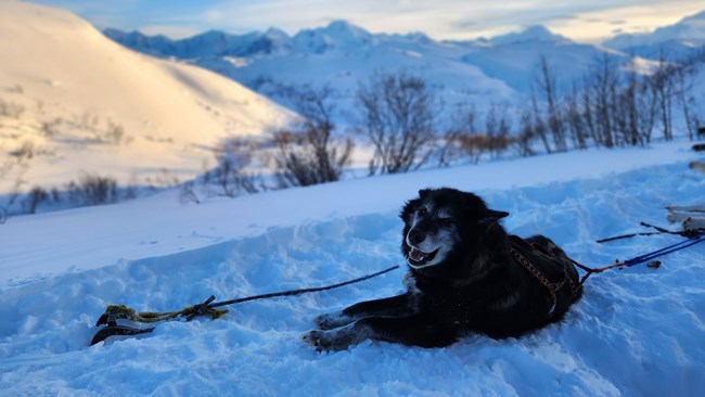 Black dog with grey face smiles for the camera