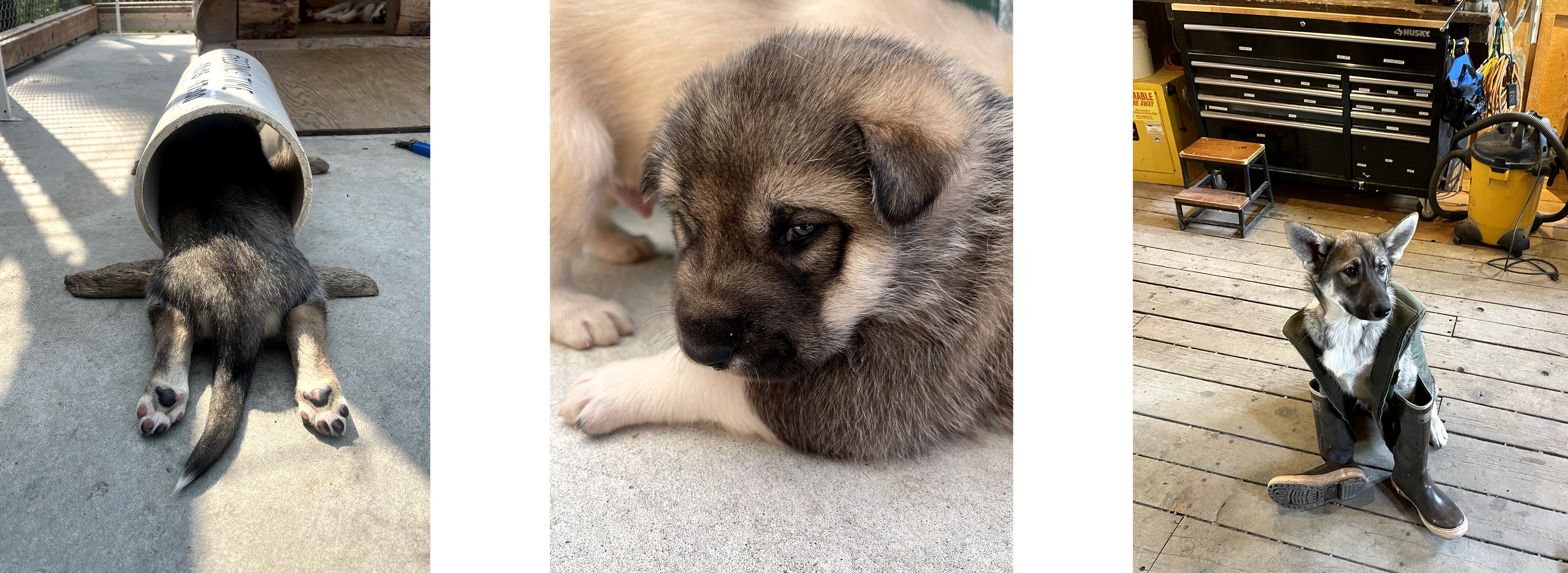 Three photos of a tan husky puppy