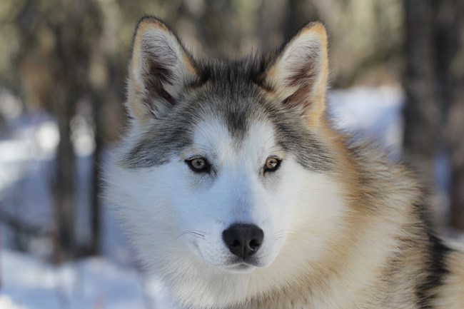 a fluffy white sled dog