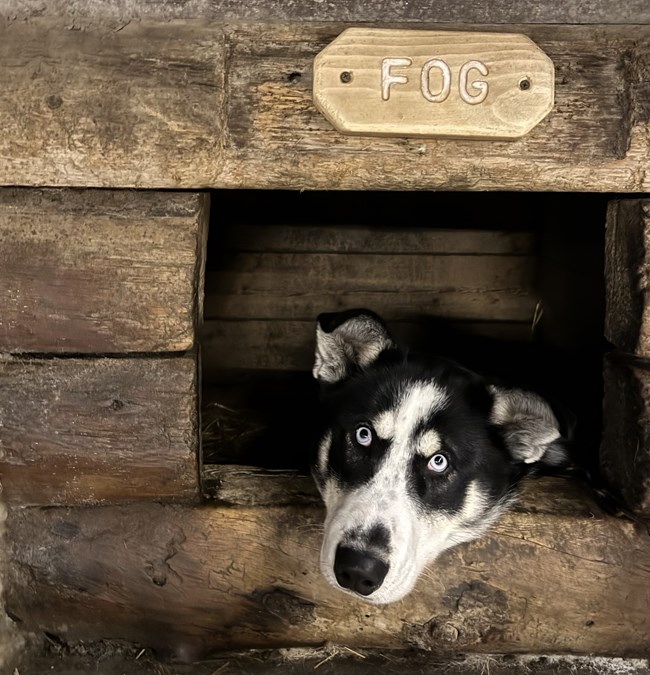 A black and white husky peers out of his doghouse