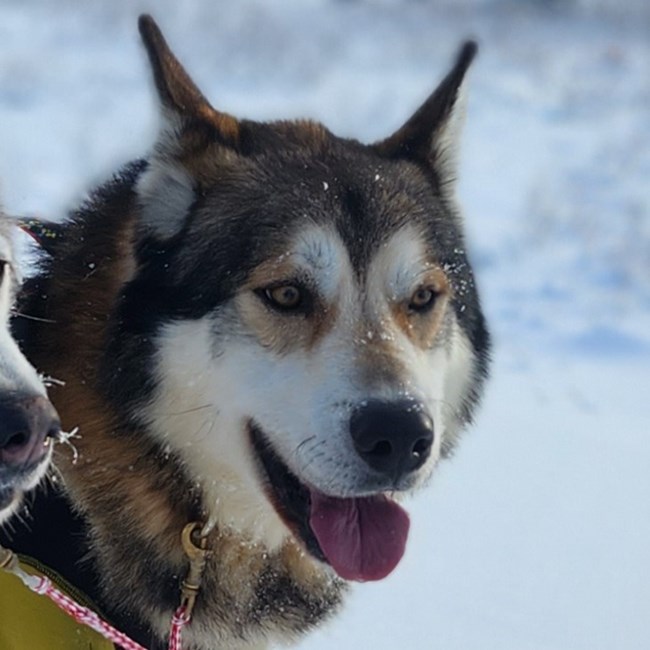 Portrait of a tan sled dog