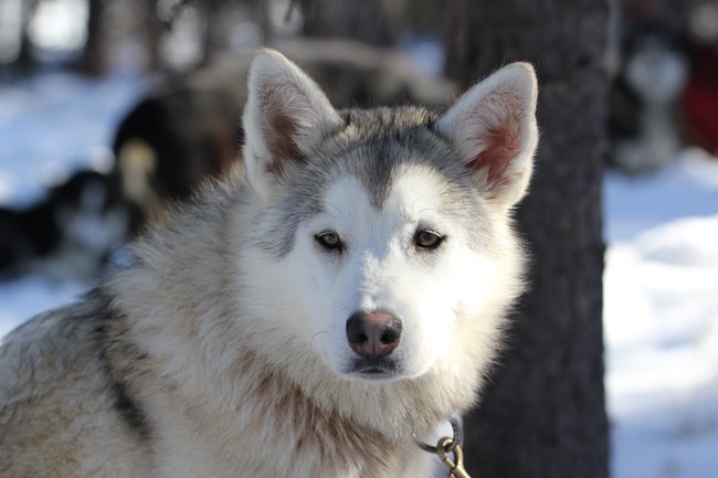 a whitish sled dog