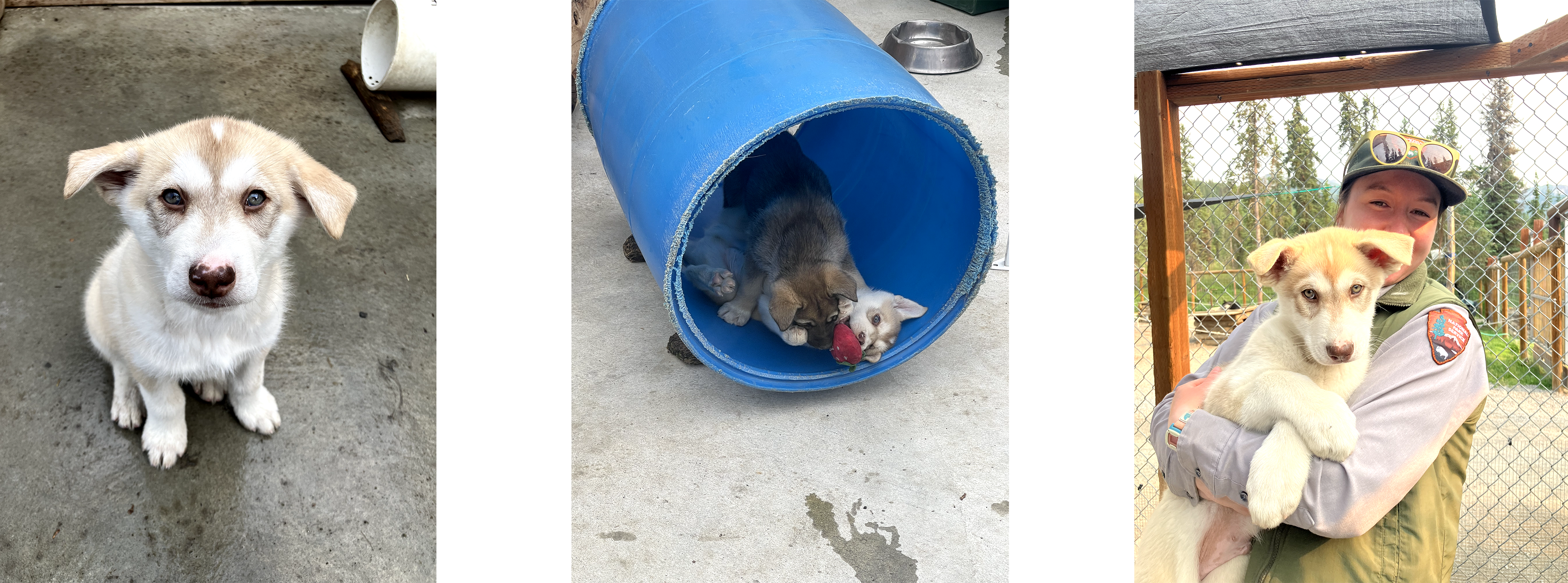 Three photos of a tan sled dog