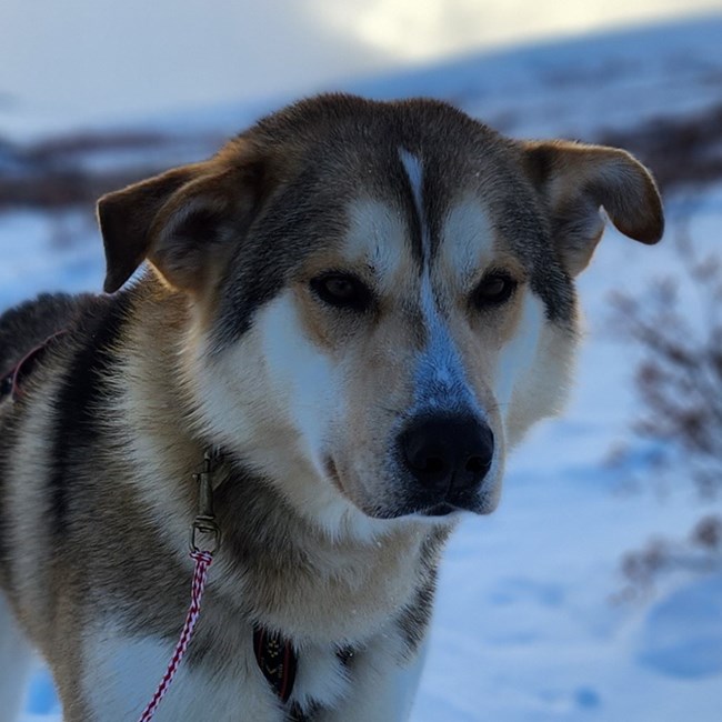 headshot of a tan sled dog