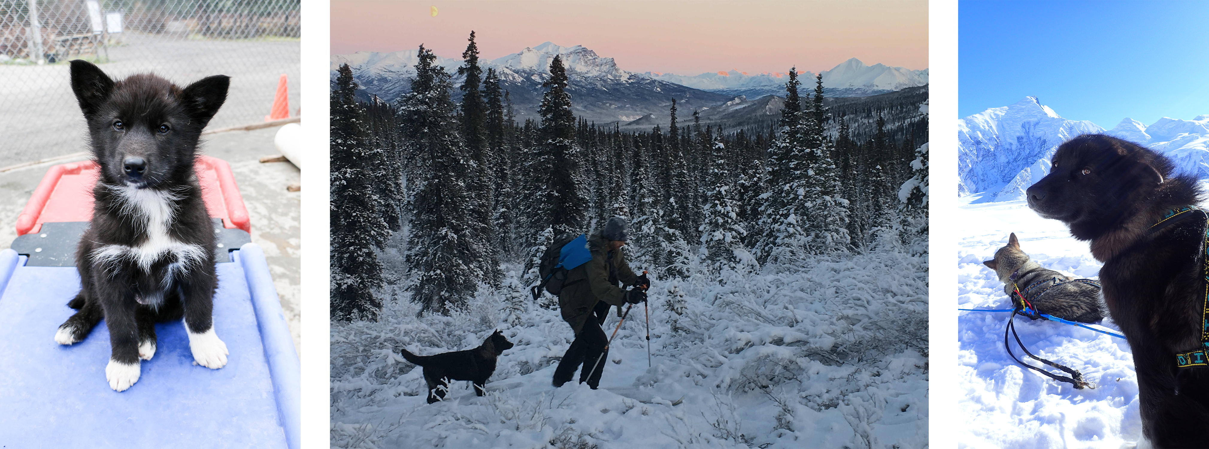 Three photos of a black sled dog