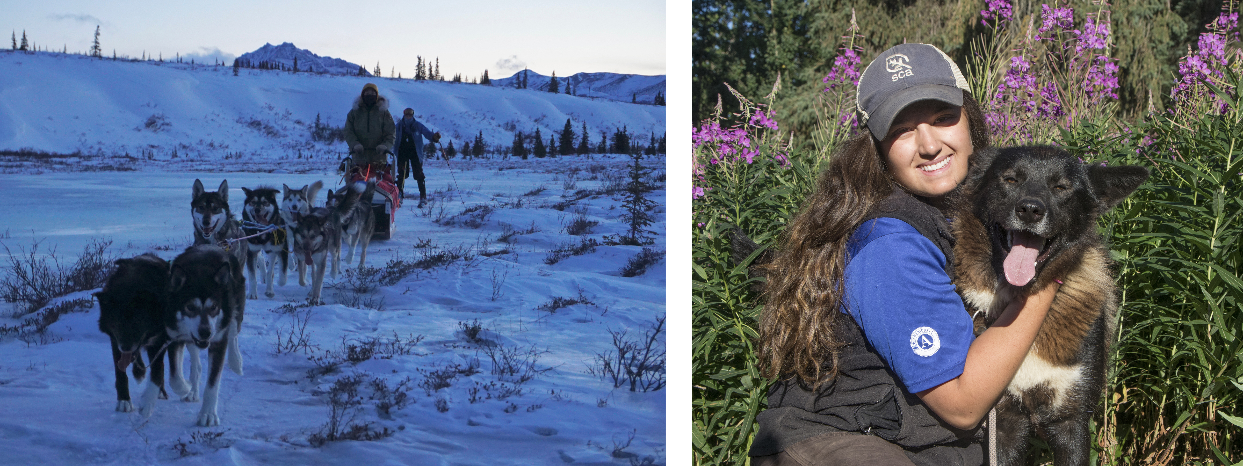 Two photos of back husky