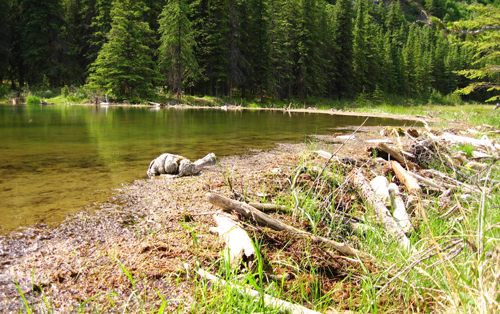 a beaver dam and lake a beaver dam and lake