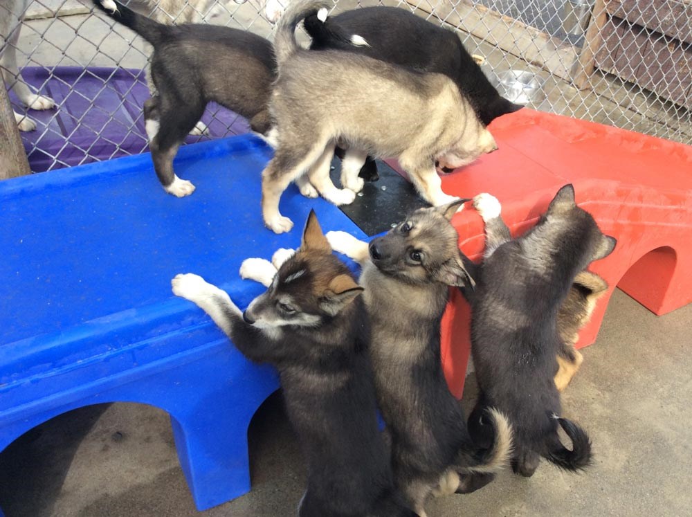 six puppies playing on a plastic table