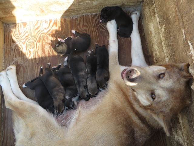 Sled dog and eight puppies in dog house Sled dog and eight puppies in dog house