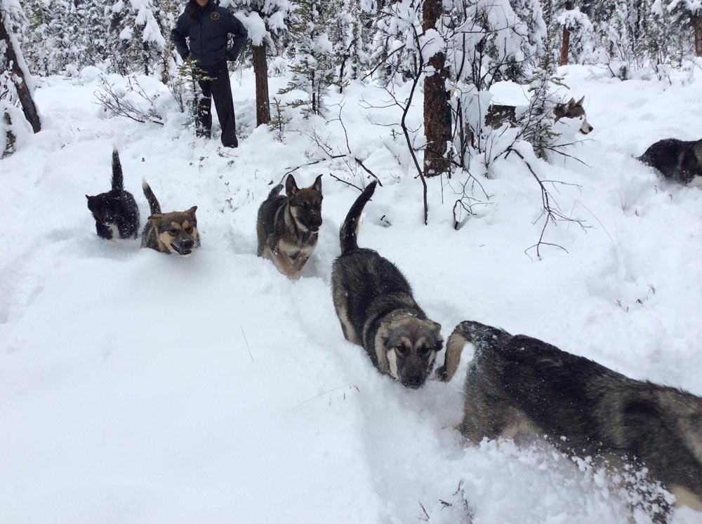 six large puppies running through a snowy forest