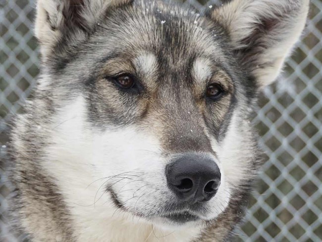 a grayish alaskan husky