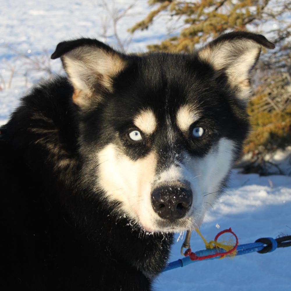 Lava, a mostly black sled dog with white facial markings Lava, a mostly black sled dog with white facial markings