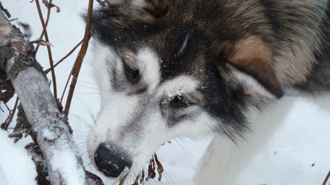 Lucor, an alaskan husky with a white face, chest and legs and a coat of brown, black and gray hair Lucor, an alaskan husky with a white face, chest and legs and a coat of brown, black and gray hair