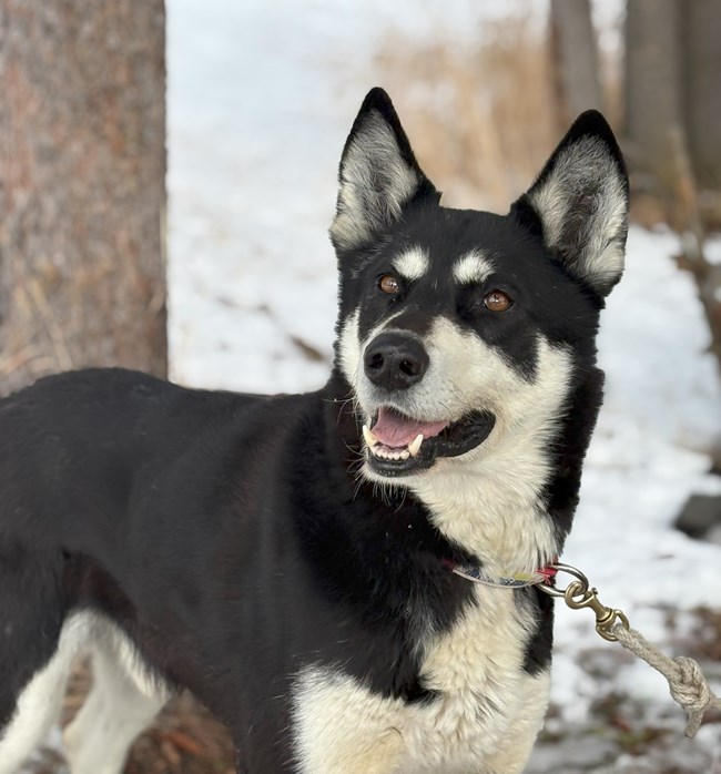 black dog stares at camera