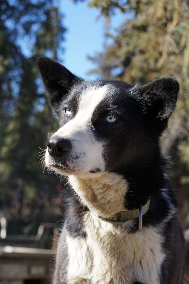 an alaskan husky