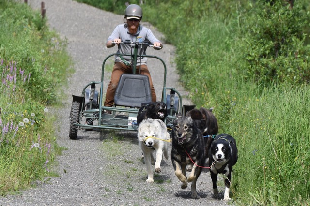 Dog sled with wheels sales