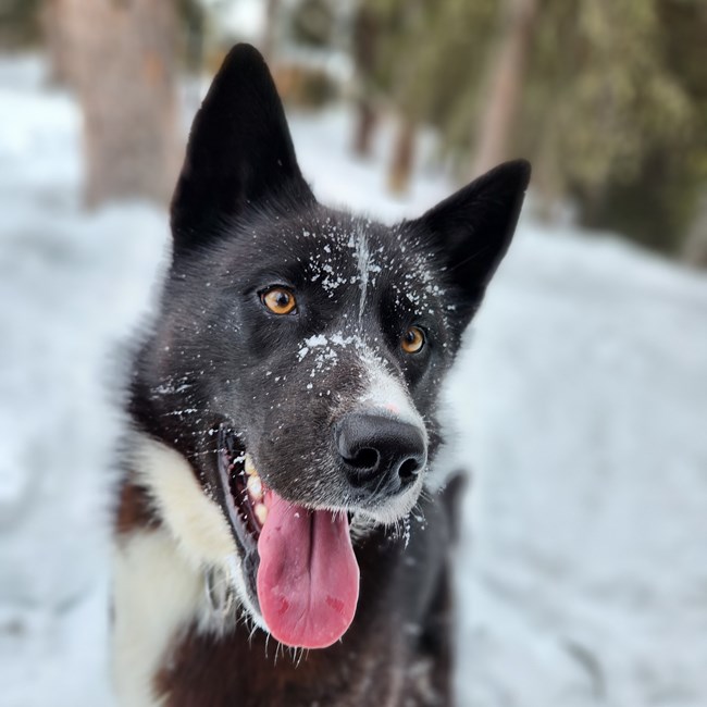 A black dog stares at the camera