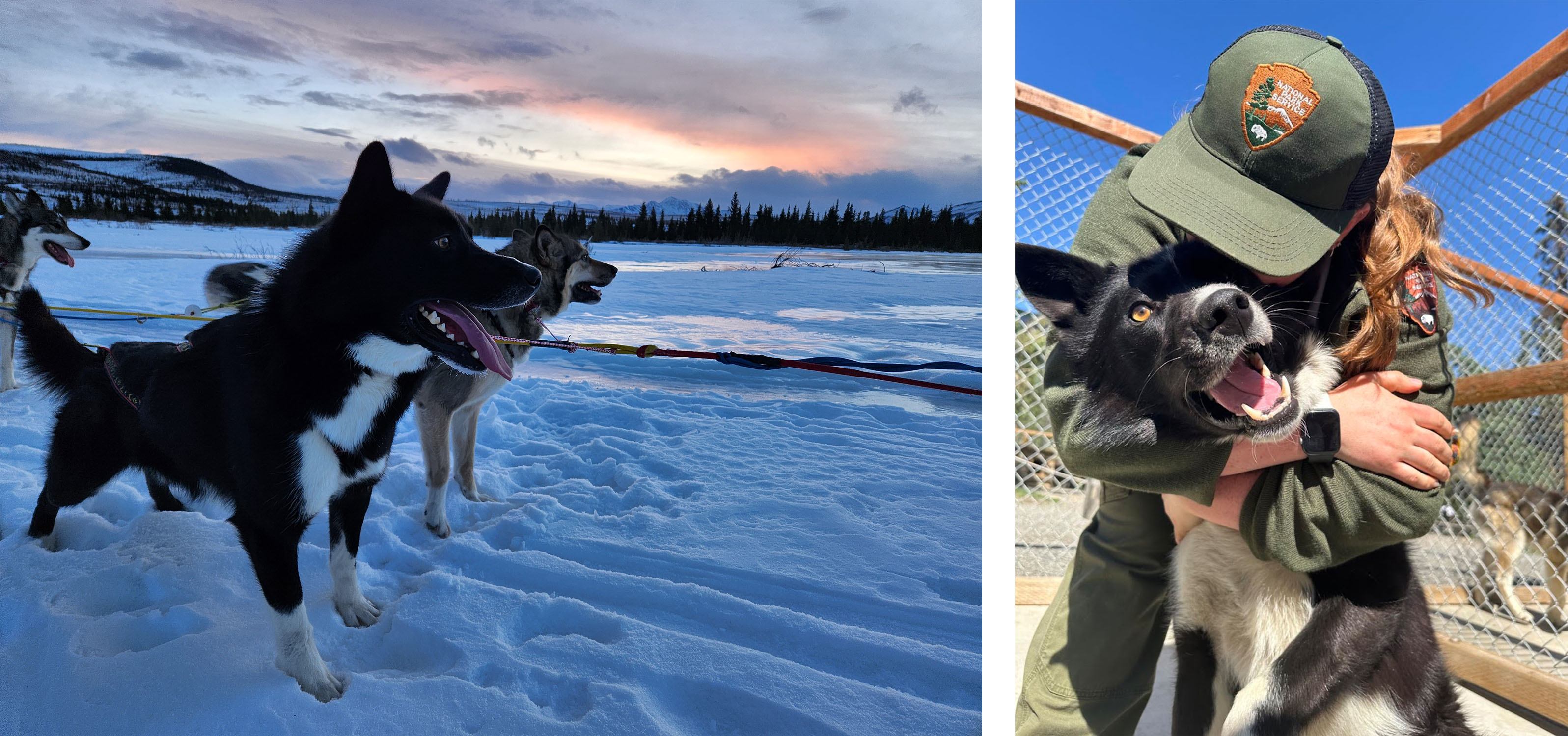 Two sled dogs stare into a pastel sunrise, a black dog gets a hug from a park ranger