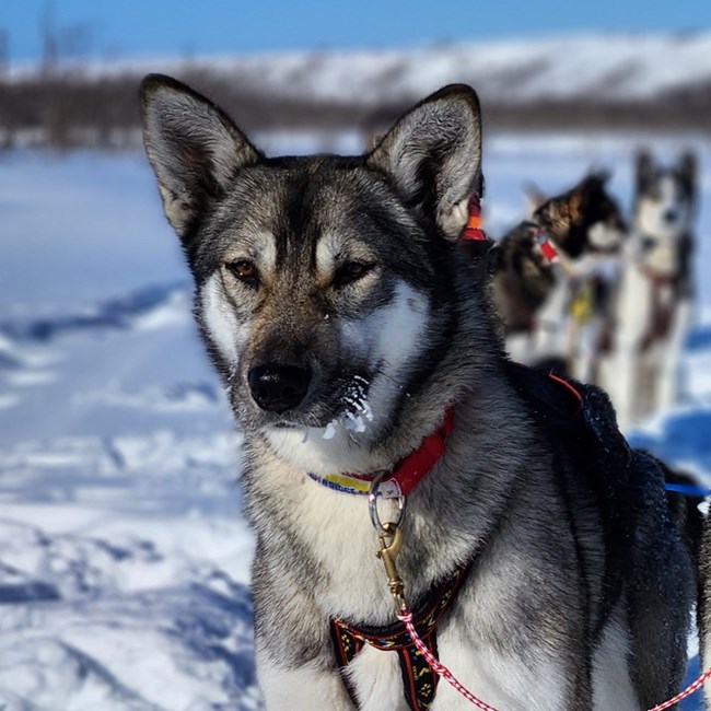 Portrait of a grey dog in the snow
