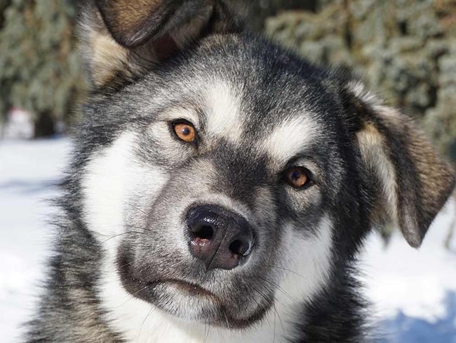 a grayish alaskan husky with a blocky head