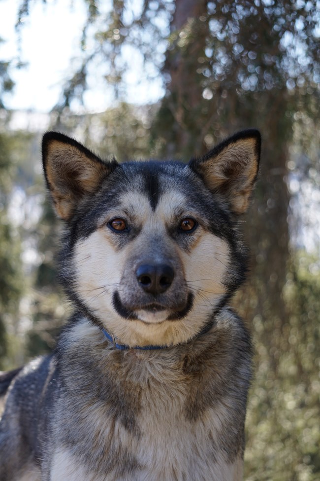 an alaskan husky