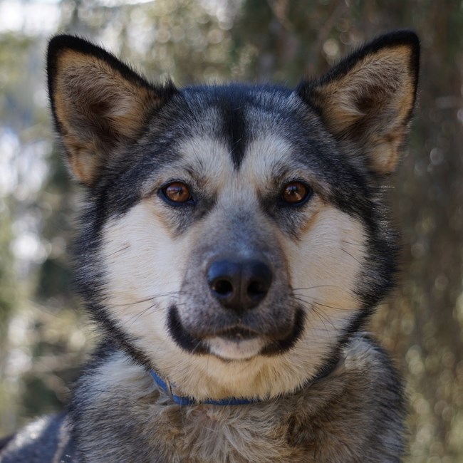 head shot of a tan dog