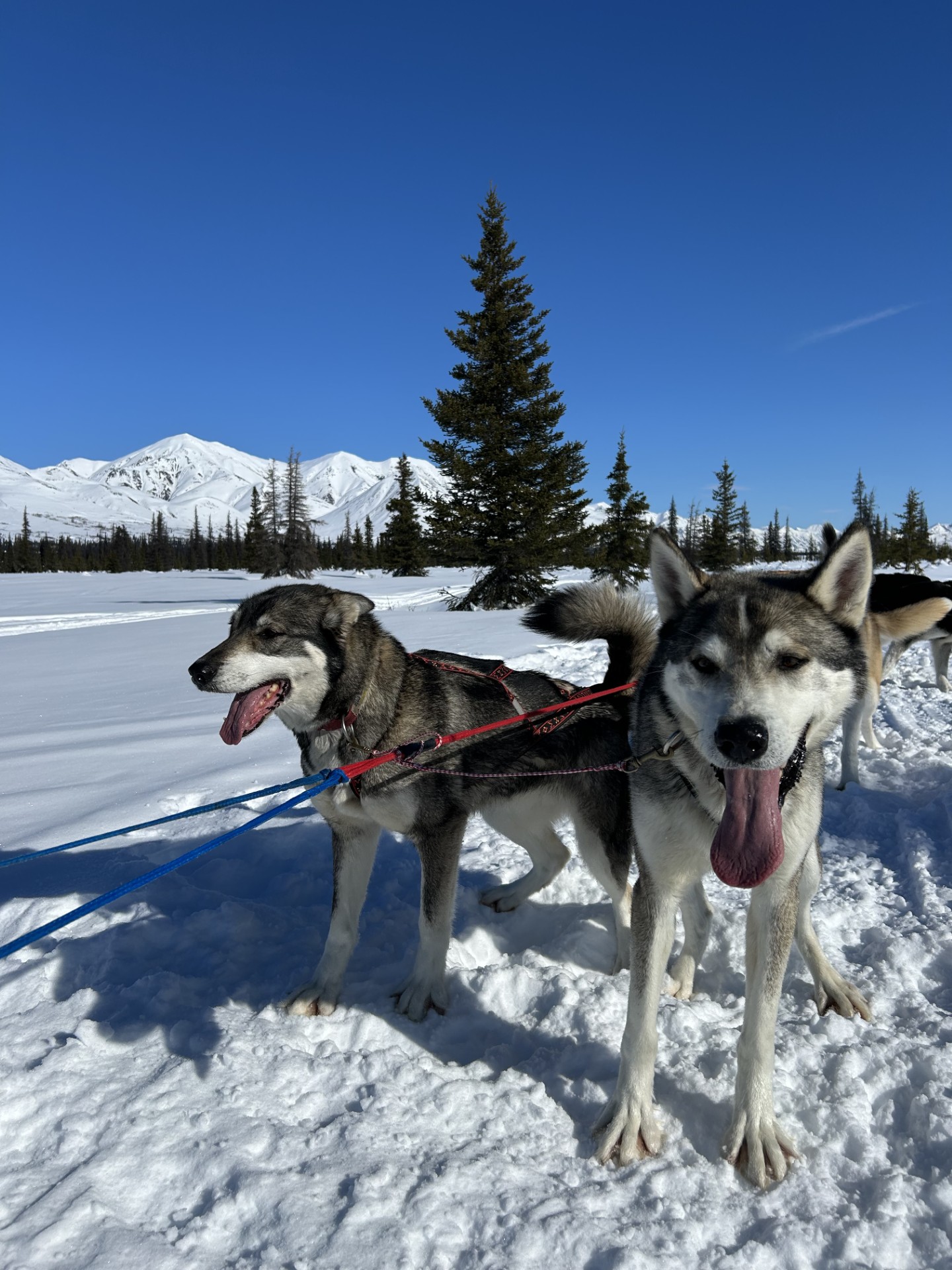 Grey husky looks happily at camera