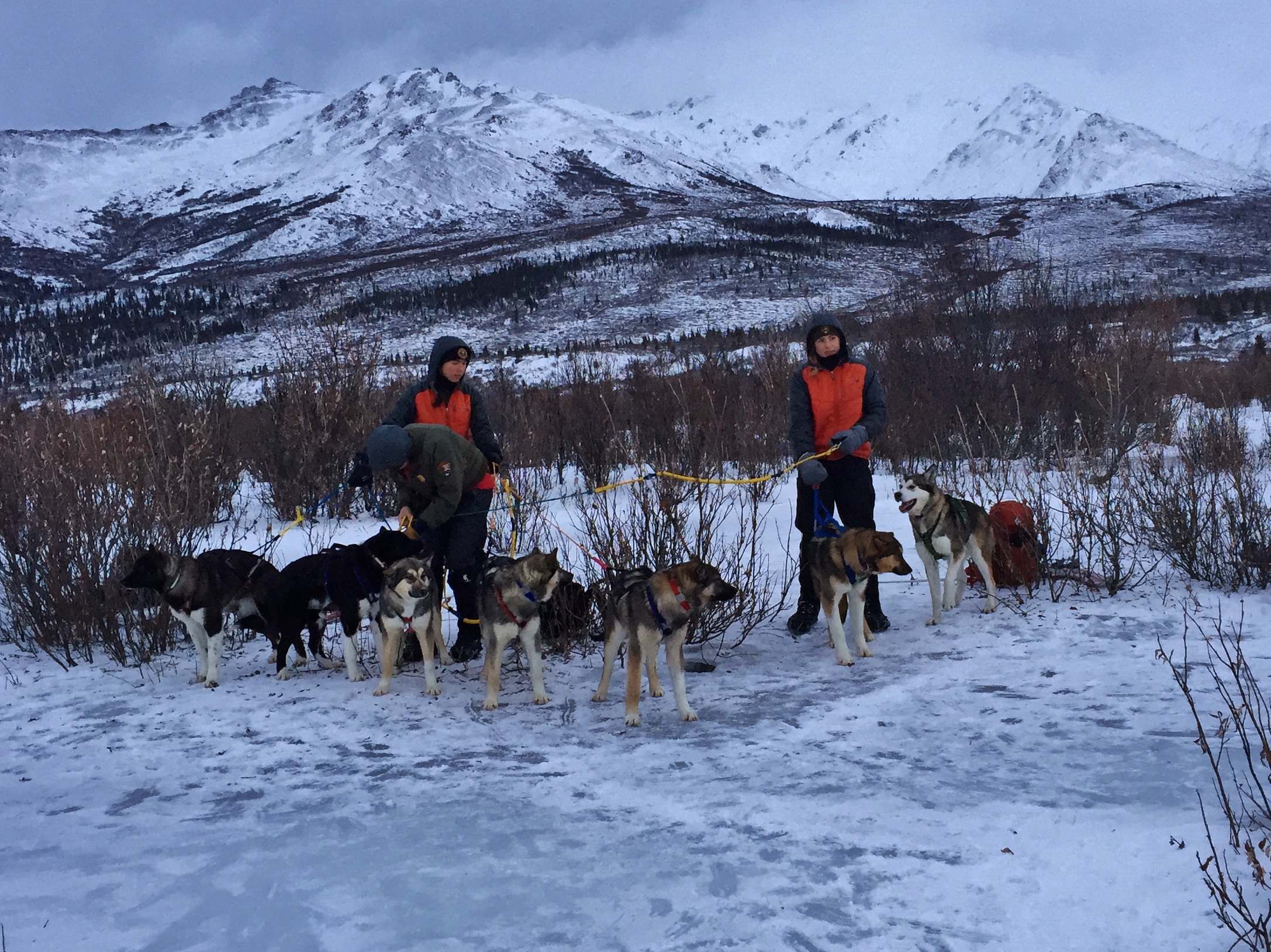 Six puppies and Annie on Savage River