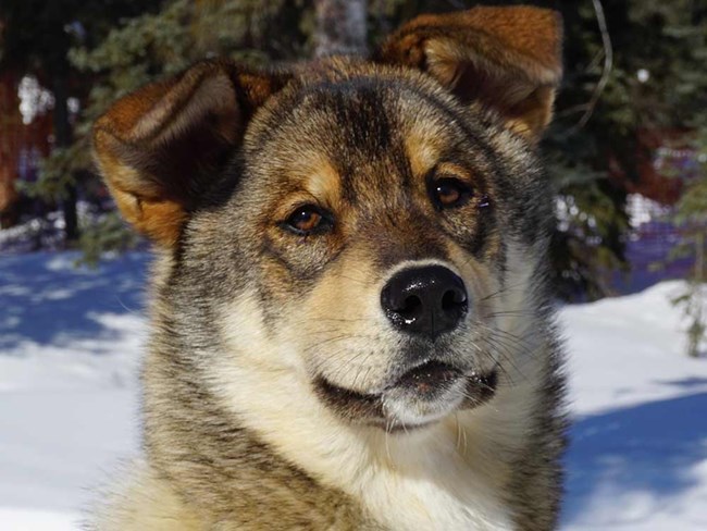 brownish alaskan husky